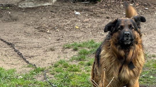 BAMBO TERRORYZUJE DZIELNICĘ!