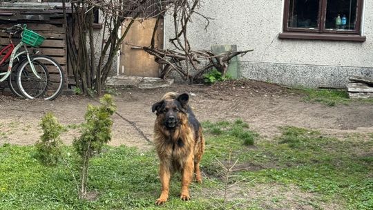 BAMBO TERRORYZUJE DZIELNICĘ!