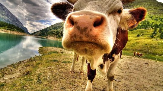 BIŁ METALOWYM PRĘTEM CIELNĄ KROWĘ. W OBORE BYŁY WCIEŃCZONE KROWY, A ZA OBORĄ TRUCHŁA CIELĄT. TO OBOK NAS