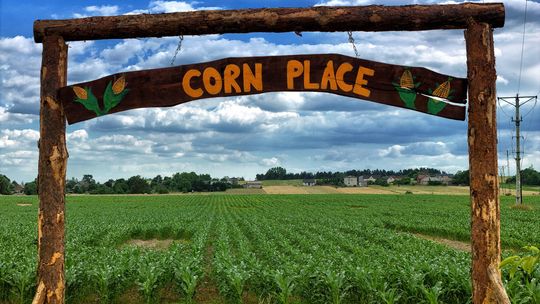 CORN PLACE. LABIRYNT Z KUKURYDZY. W SOBOTĘ OTWARCIE!