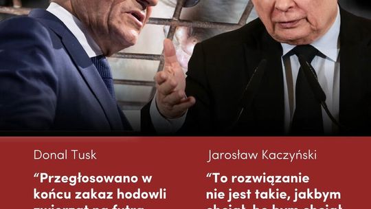 Historyczny moment: Sejm przegłosował zakaz hodowli na futro!