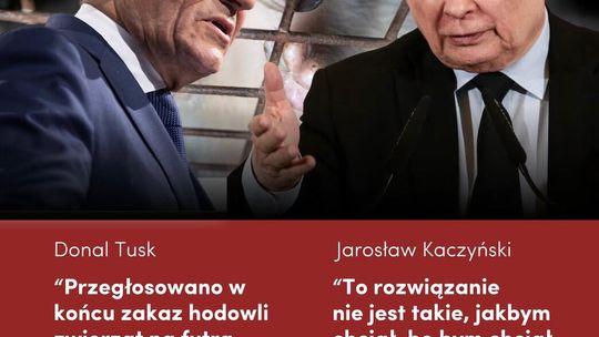 Historyczny moment: Sejm przegłosował zakaz hodowli na futro! Kaczyński i Tusk za zakazem