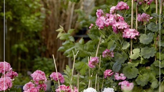 Kiedy sadzić pelargonie: Kiedy ustają przymrozki, pojawiają się szybko kwiaty