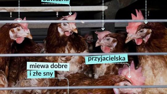 LIDL- jaja klatkowe odchodzą do historii