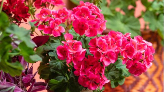 Pelargonie sprzyjają dobremu samopoczuciu