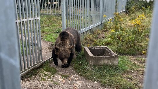 POD KŁOMNICAMI NIELEGALNIE PRZETRZYMYWAŁ NIEDŹWIEDZICĘ,  ZDJĘCIA