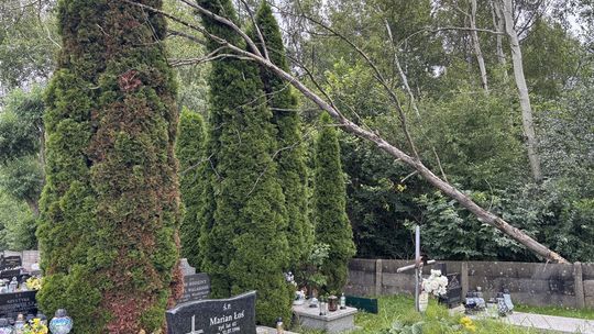 Powalone drzewo na cmentarzu usunięte