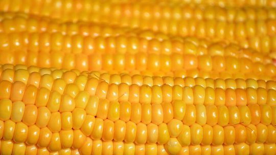 Rentowna uprawa kukurydzy na ziarno. Jak agrotechnika i nawożenie budują fundament pod wysoki plon?