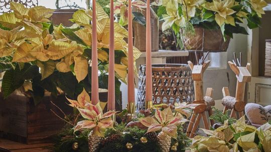 Wykorzystanie poinsecji jako kwiatów ciętych: Pomysły na dekoracje, warunki, technika przycinania i historia