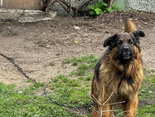 BAMBO TERRORYZUJE DZIELNICĘ!