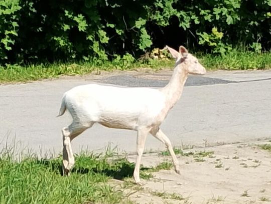 BIAŁY DANIEL ODWIEDZA NIEGOWĘ