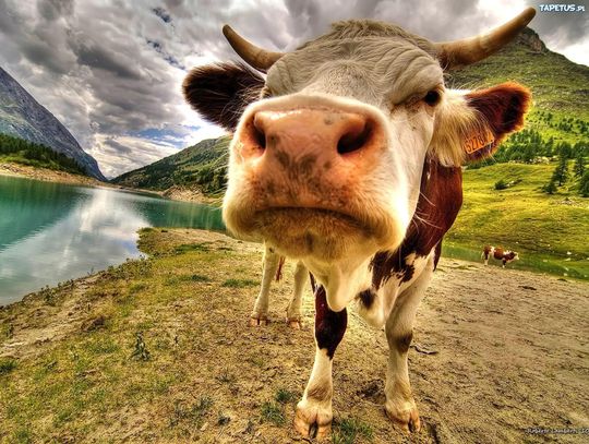 BIŁ METALOWYM PRĘTEM CIELNĄ KROWĘ. W OBORE BYŁY WCIEŃCZONE KROWY, A ZA OBORĄ TRUCHŁA CIELĄT. TO OBOK NAS BIŁ METALOWYM PRĘTEM CIELNĄ KROWĘ. W OBORE BYŁY WCIEŃCZONE KROWY, A ZA OBORĄ TRUCHŁA CIELĄT. TO OBOK NAS