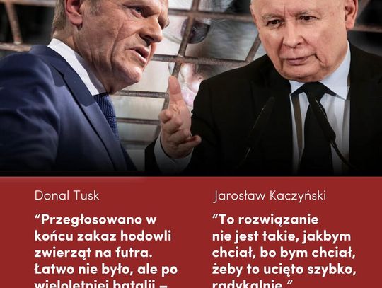 Historyczny moment: Sejm przegłosował zakaz hodowli na futro! Kaczyński i Tusk za zakazem