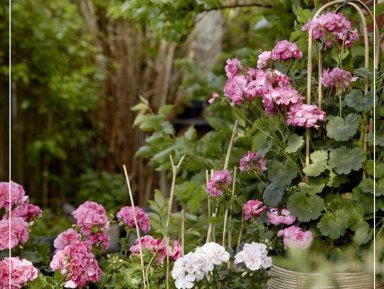 Kiedy sadzić pelargonie: Kiedy ustają przymrozki, pojawiają się szybko kwiaty