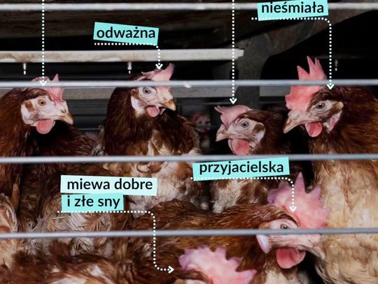 LIDL- jaja klatkowe odchodzą do historii