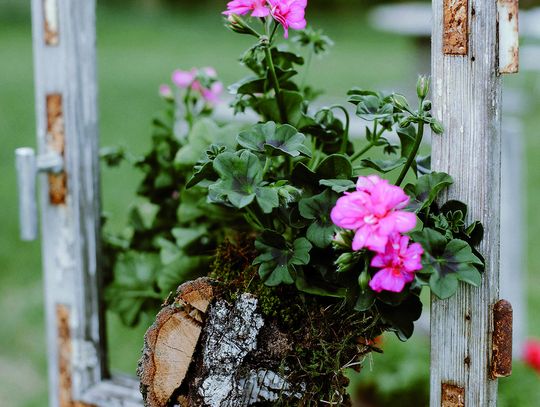 Mistrzowskie projekty z pelargoniami w naturalnej przestrzeni 