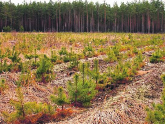 Przez zmiany klimatu uprawy rolnicze wymagają coraz większego nawadniania. W przyszłości może czekać nas zmiana modelu produkcji i wzrost cen dla konsumentów