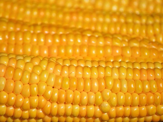 Rentowna uprawa kukurydzy na ziarno. Jak agrotechnika i nawożenie budują fundament pod wysoki plon? Rentowna uprawa kukurydzy na ziarno. Jak agrotechnika i nawożenie budują fundament pod wysoki plon?