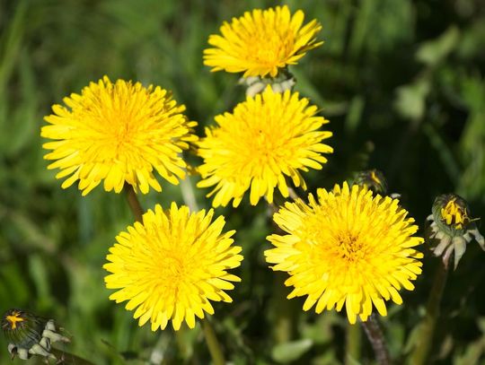 Składniki aktywne mniszka lekarskiego i ich zdrowotne działanie