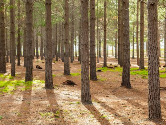 W Europie nasila się zjawisko zamierania lasów