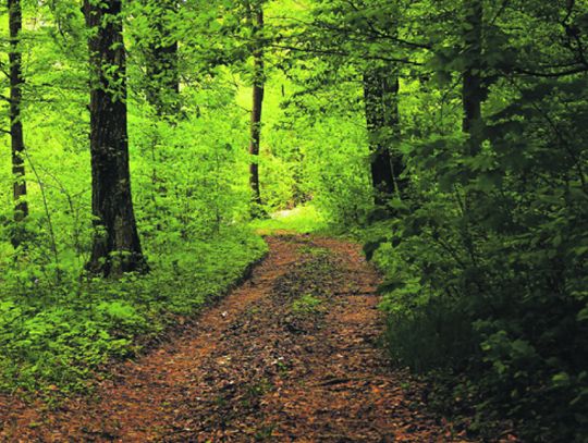 WNIOSKI NA ŚCIEŻKI ROWEROWE POZYTYWNIE ROZPATRZONE