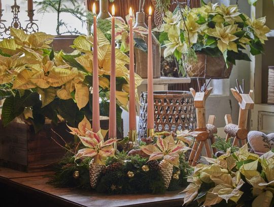 Wykorzystanie poinsecji jako kwiatów ciętych: Pomysły na dekoracje, warunki, technika przycinania i historia Wykorzystanie poinsecji jako kwiatów ciętych: Pomysły na dekoracje, warunki, technika przycinania i historia