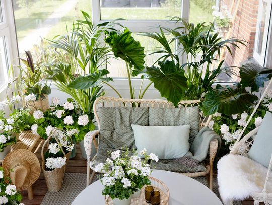 Z Przylądka Dobrej Nadziei na cały świat – Triumf pelargonii