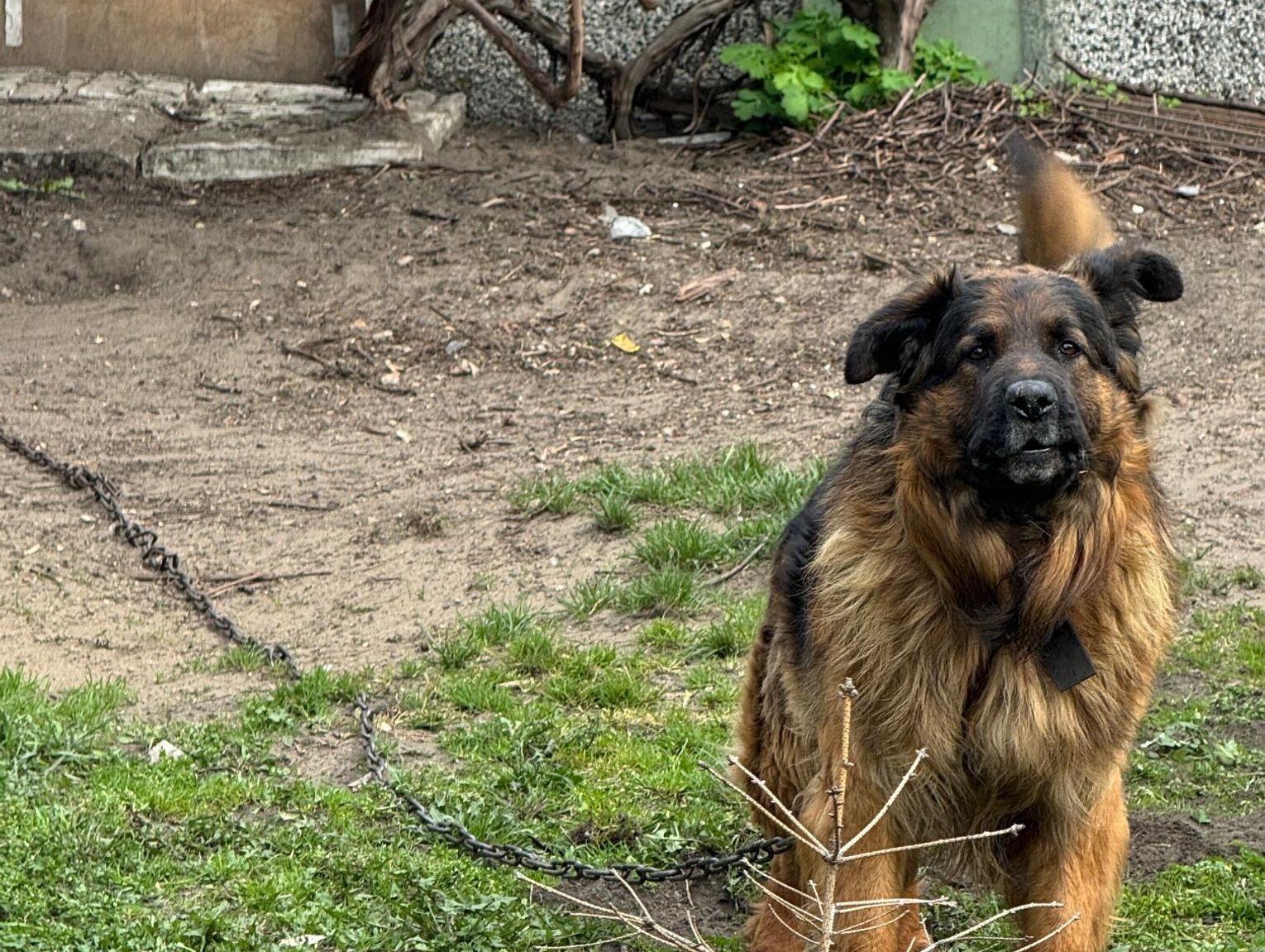 BAMBO TERRORYZUJE DZIELNICĘ!