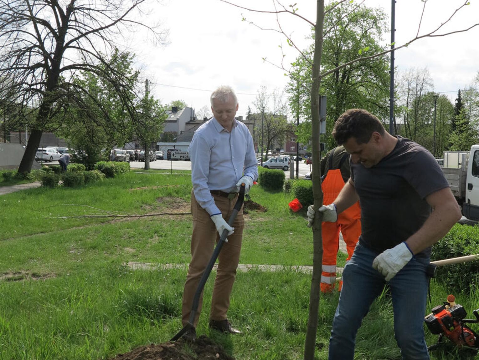 BURMISTRZ POSADZIŁ PLATANY