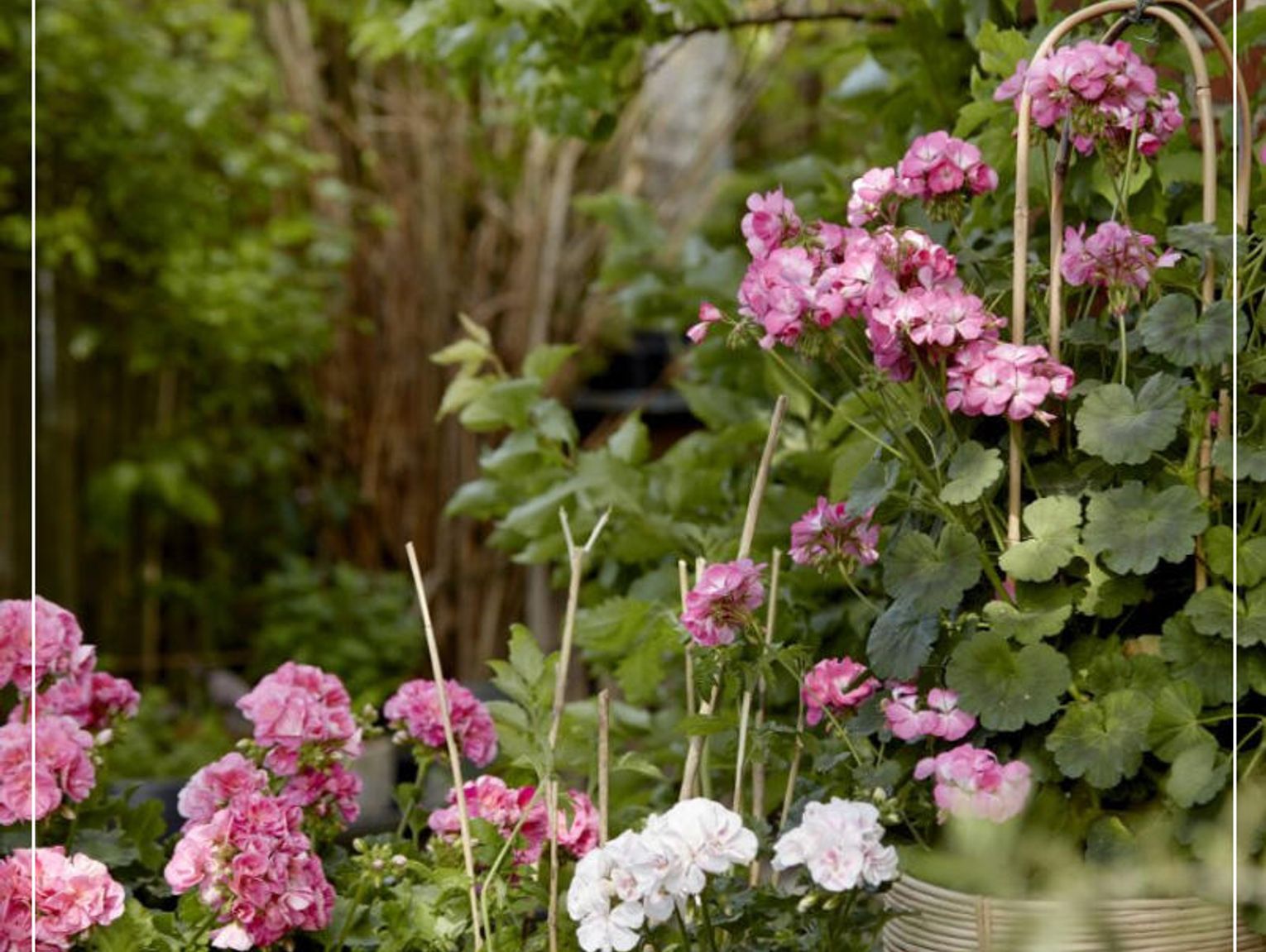 Kiedy sadzić pelargonie: Kiedy ustają przymrozki, pojawiają się gwałtownie kwiaty