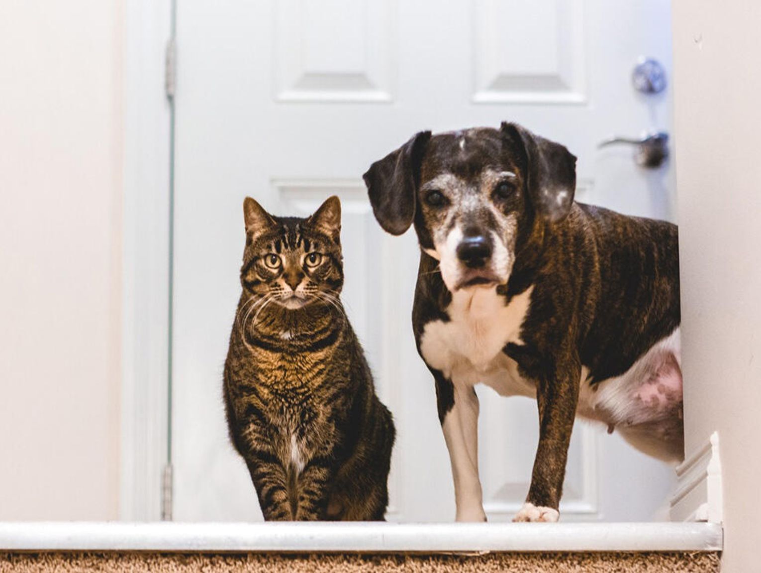 Kiedy warto podawać psom i kotom suplementy?