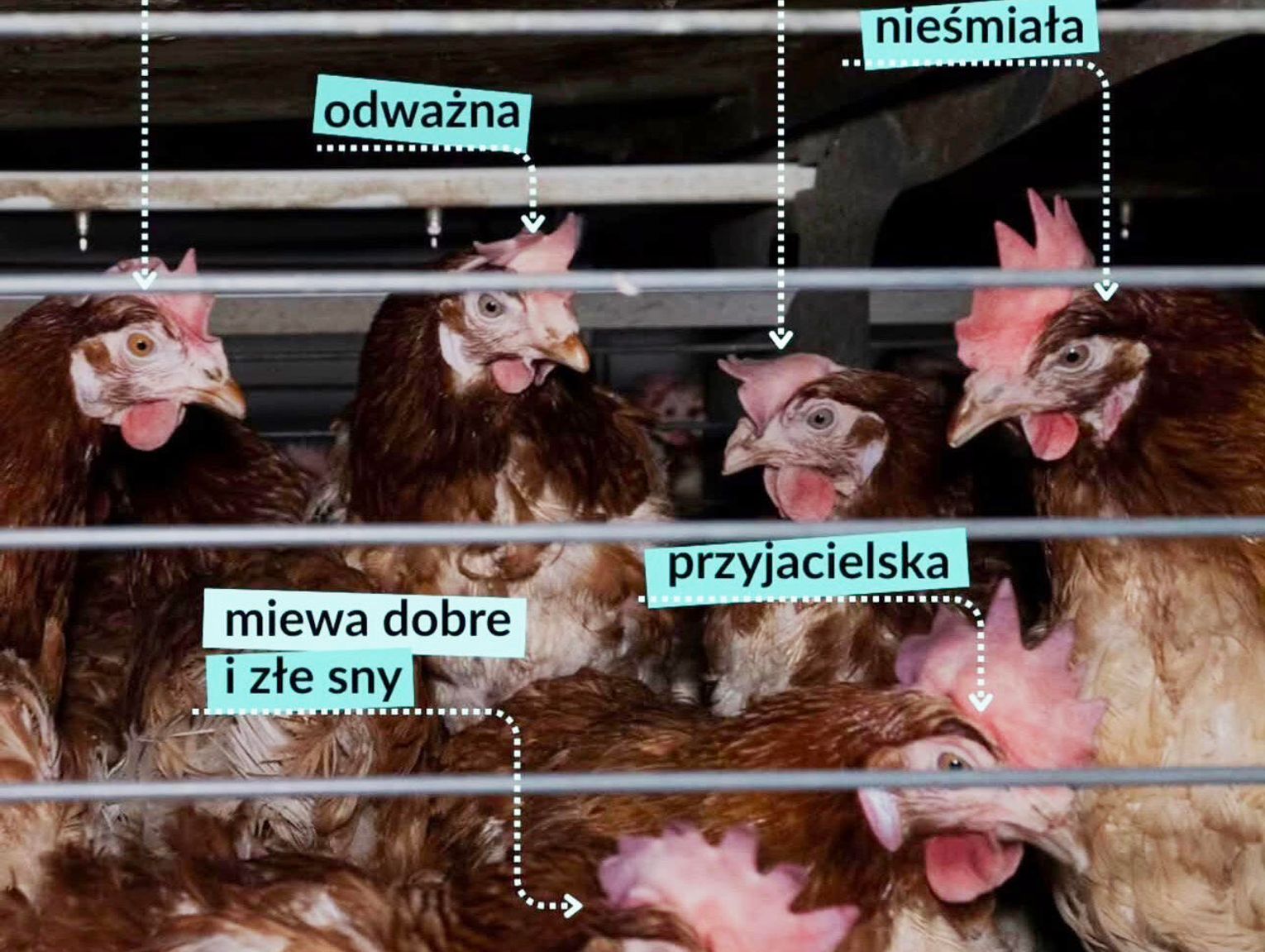 LIDL- jaja klatkowe odchodzą do historii