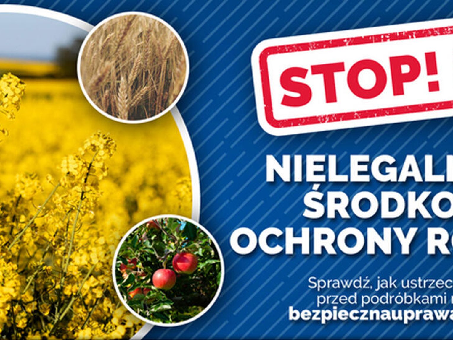 Nielegalne środki ochrony roślin. Spalone pola