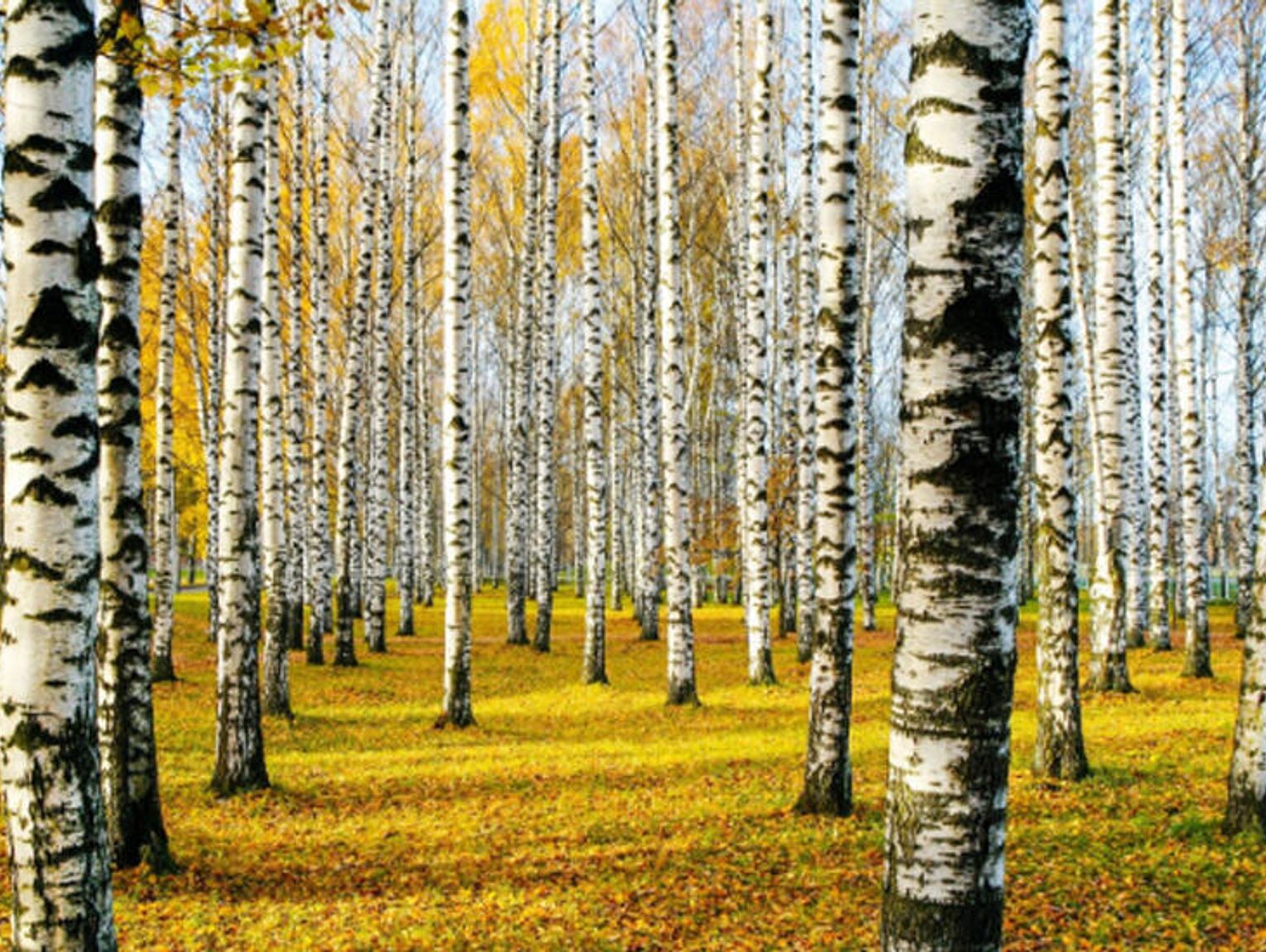 OCIEPLENIE SIĘ KLIMATU OZNACZA POWAŻNE ZMIANY LEŚNEGO EKOSYSTEMU. SOSNY, ŚWIERKI CZY MODRZEWIE BĘDĄ STOPNIOWO ZASTĘPOWANE INNYMI GATUNKAMI