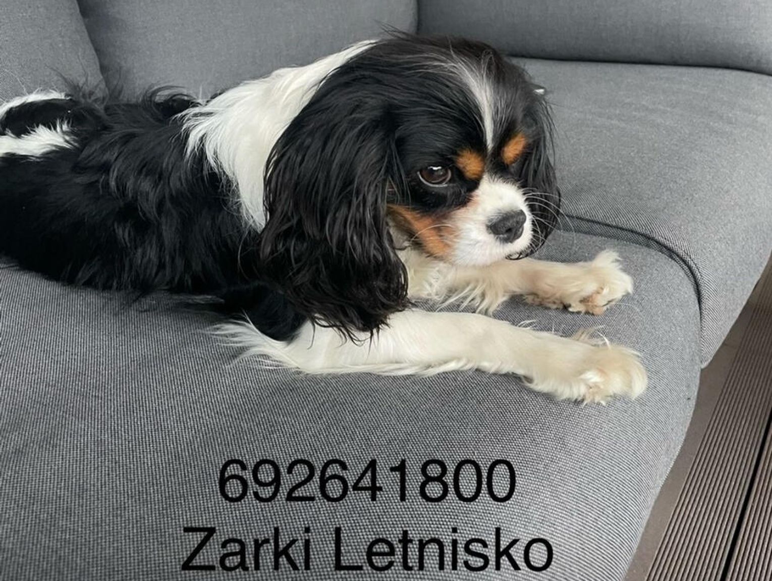 PILNE ! Żarki Letnisko (Dzierżno) ZGINĄŁ PIES !