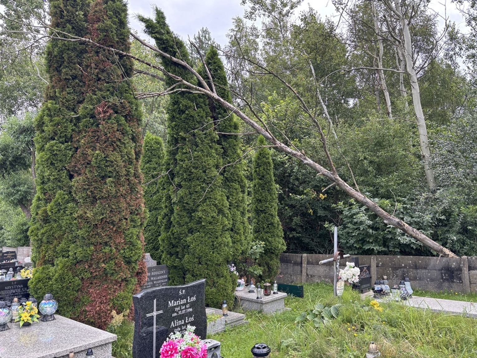 Powalone drzewo na cmentarzu usunięte