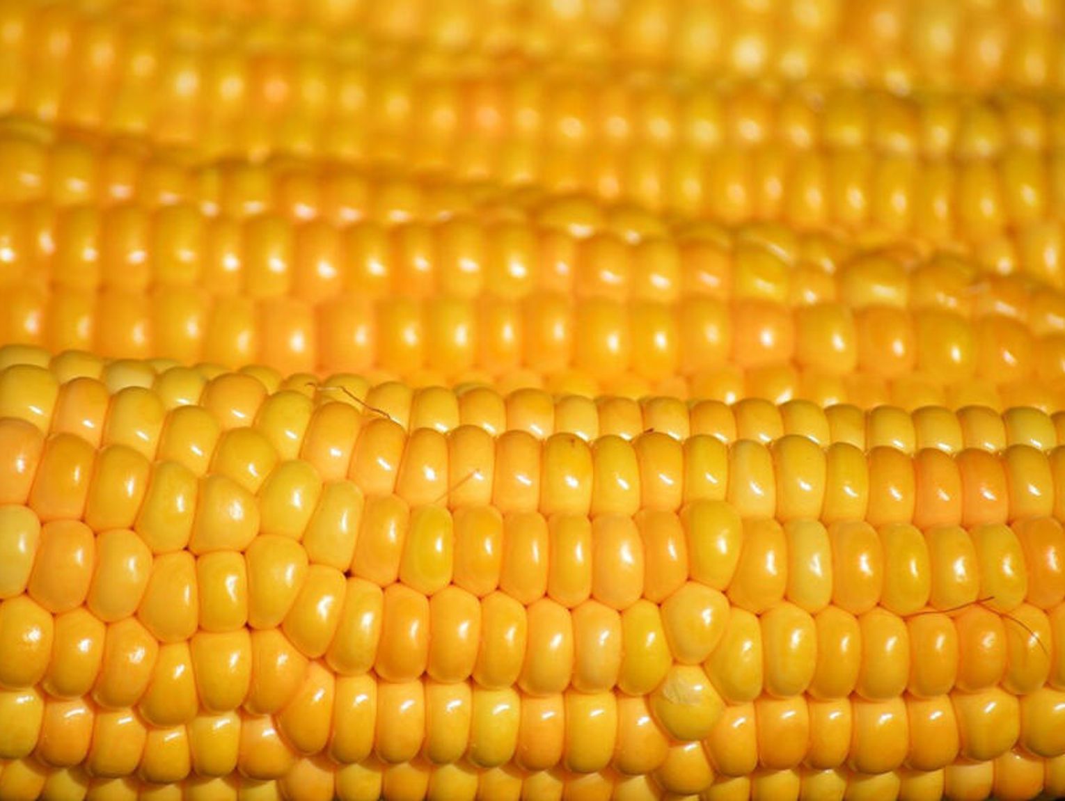 Rentowna uprawa kukurydzy na ziarno. Jak agrotechnika i nawożenie budują fundament pod wysoki plon?