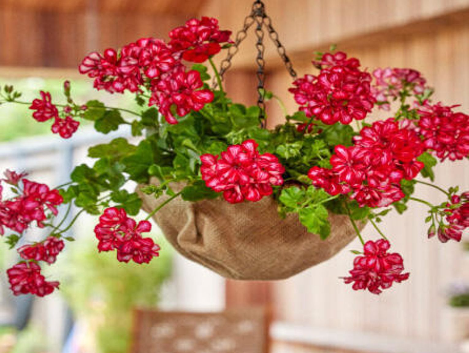 WISZĄCE DONICE Z PELARGONIAMI NIEWYMAGAJĄCYMI DUŻEJ PIELĘGNACJI- KOMPLETNY PRZEWODNIK