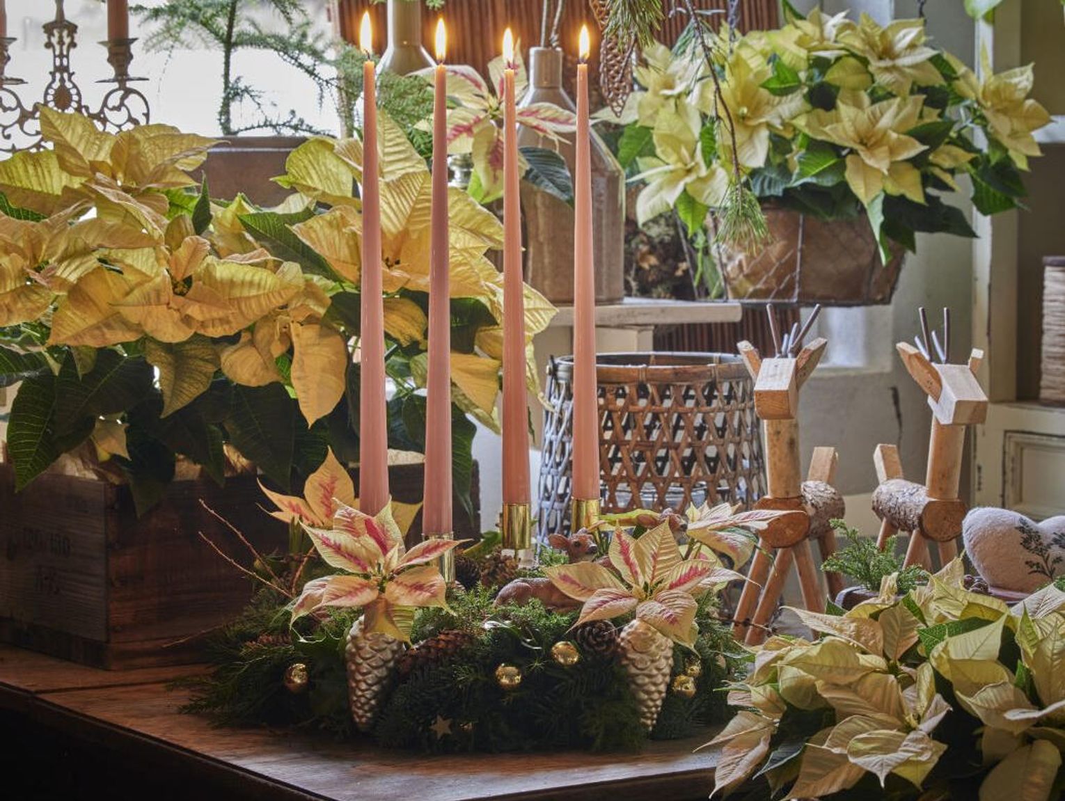 Wykorzystanie poinsecji jako kwiatów ciętych: Pomysły na dekoracje, warunki, technika przycinania i historia