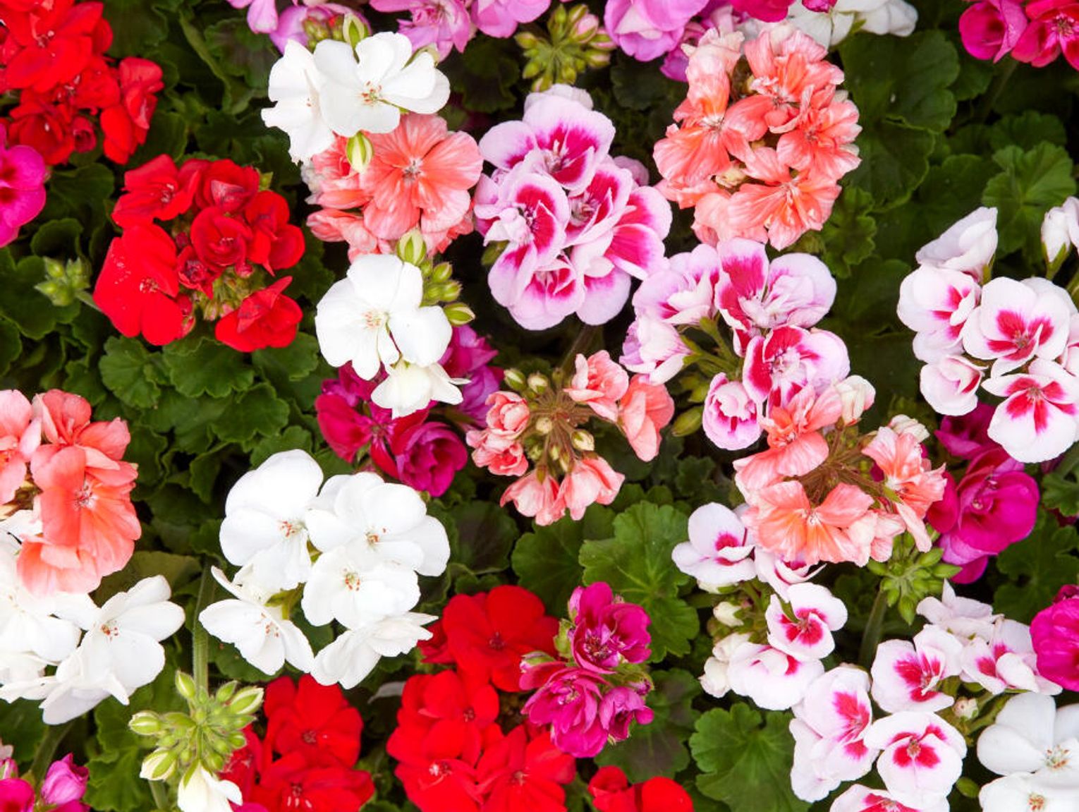 Z zasiłku macierzyńskiego korzysta coraz więcej ojców-rolników