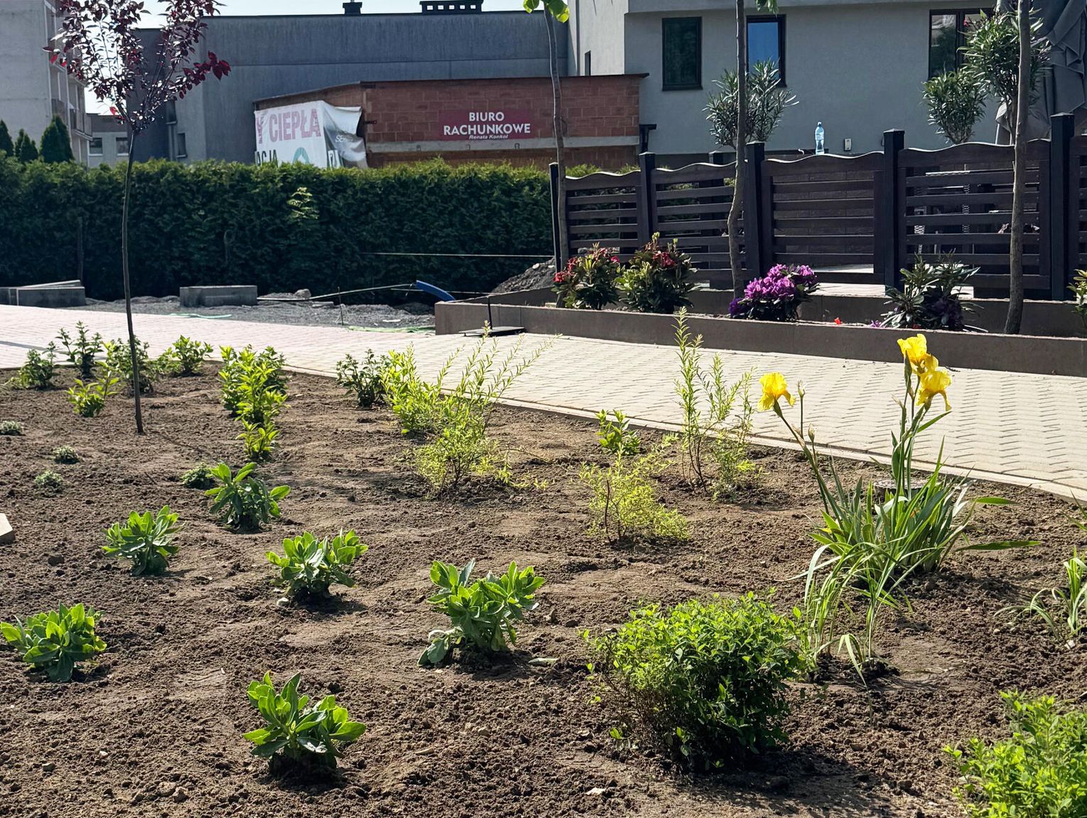 Zielony Myszków – nowe nasadzenia na ulicach Wyszyńskiego i 11 Listopada