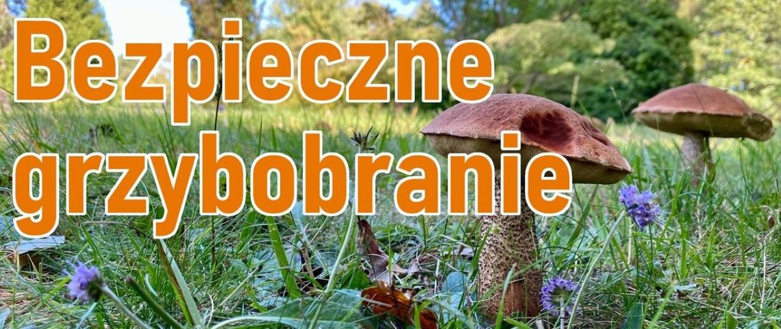 BEZPIECZNE GRZYBOBRANIE-KOMENDA POWIATOWA POLICJI W MYSZKOWIE PROSI O ROZWAŻNOŚĆ