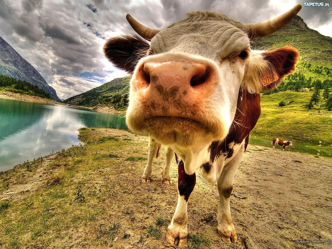 BIŁ METALOWYM PRĘTEM CIELNĄ KROWĘ. W OBORE BYŁY WCIEŃCZONE KROWY, A ZA OBORĄ TRUCHŁA CIELĄT. TO OBOK NAS BIŁ METALOWYM PRĘTEM CIELNĄ KROWĘ. W OBORE BYŁY WCIEŃCZONE KROWY, A ZA OBORĄ TRUCHŁA CIELĄT. TO OBOK NAS