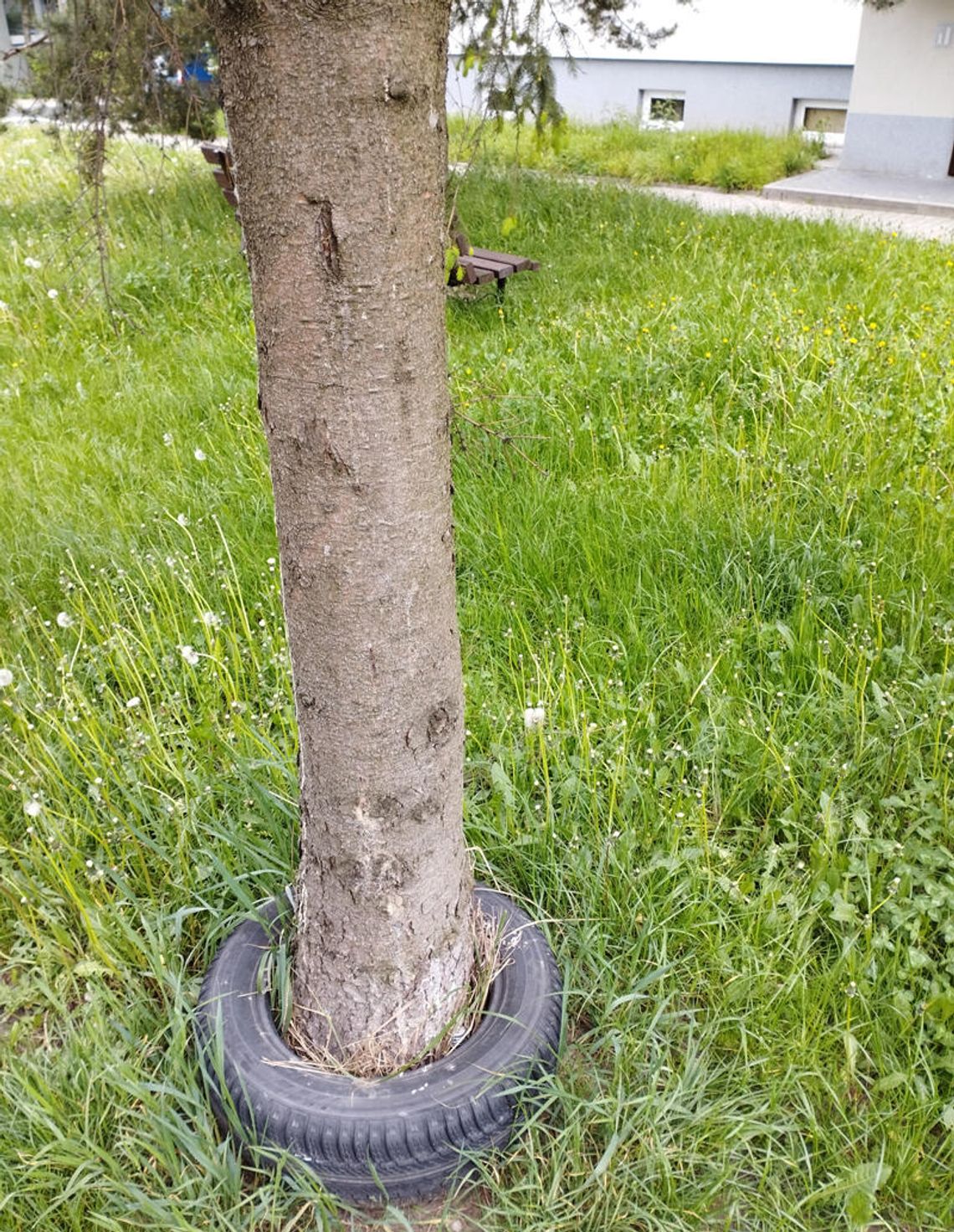 DRZEWA Z OPONKĄ. SPÓŁDZIELNIA ZAREAGUJE?