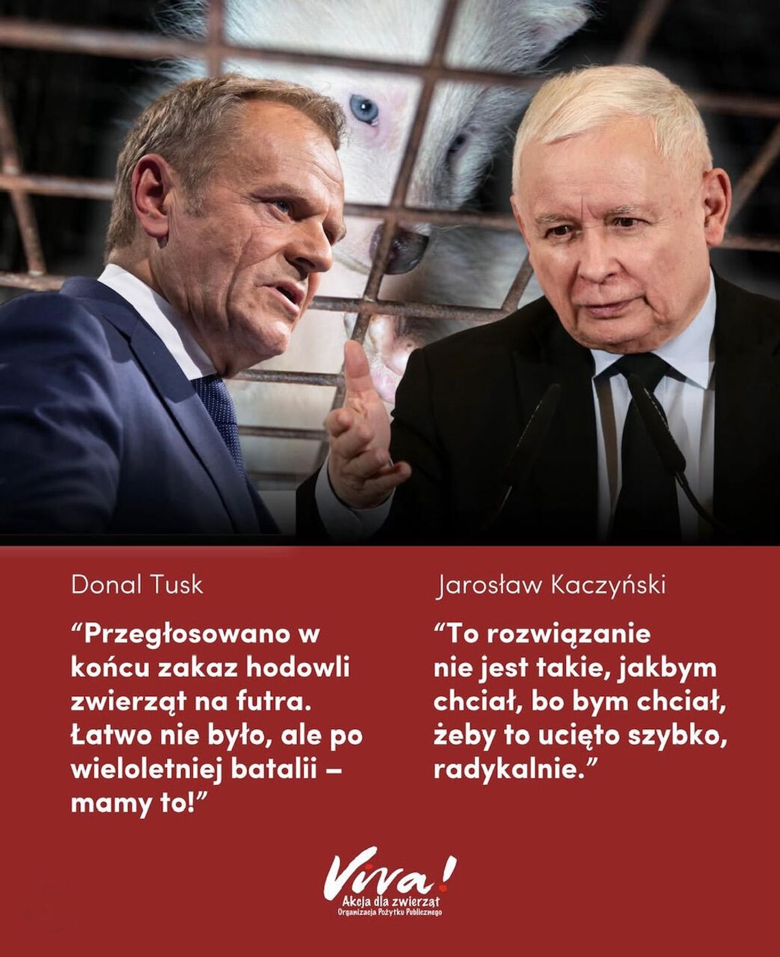 Historyczny moment: Sejm przegłosował zakaz hodowli na futro! Kaczyński i Tusk za zakazem