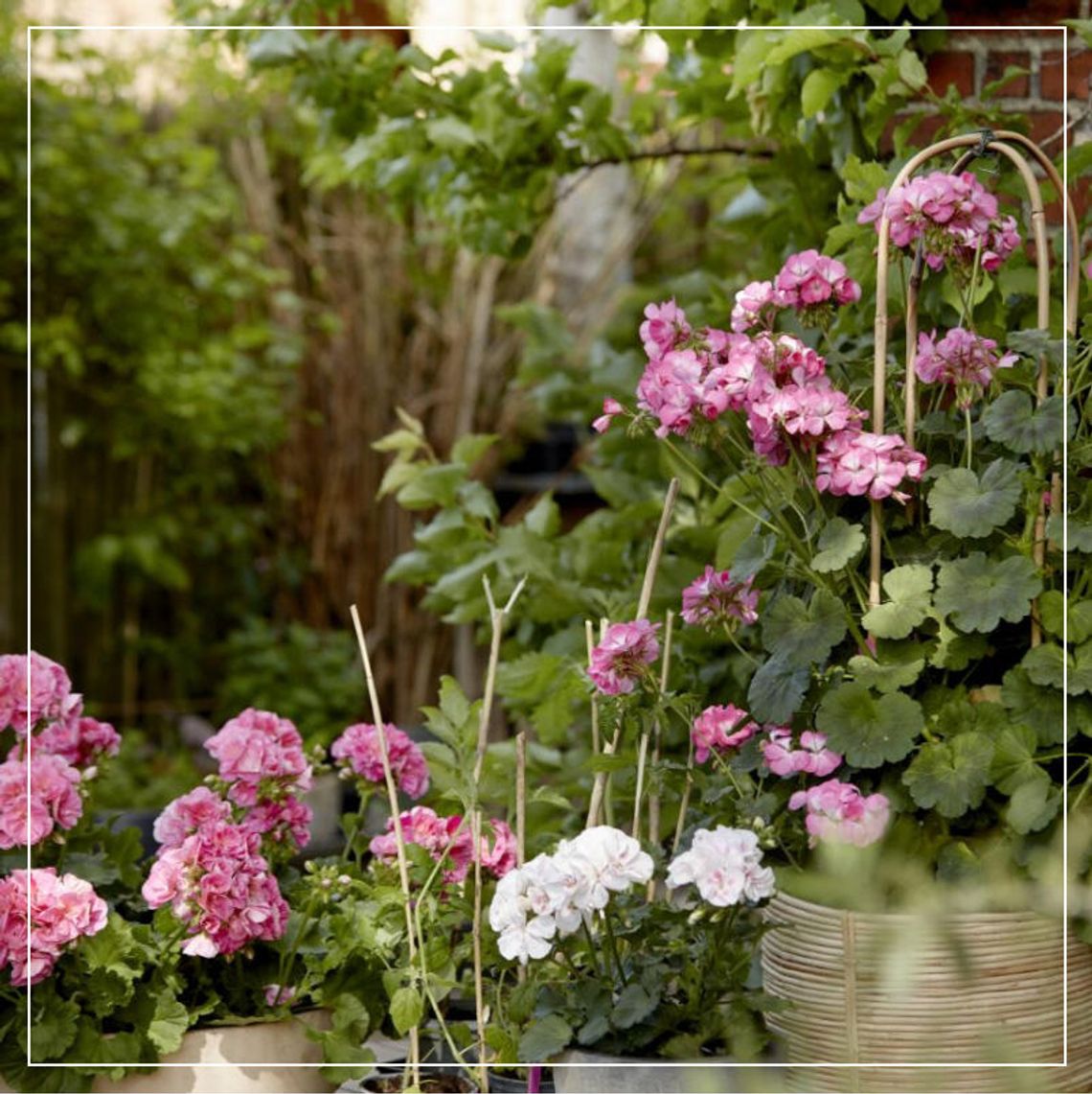 Kiedy sadzić pelargonie: Kiedy ustają przymrozki, pojawiają się szybko kwiaty Kiedy sadzić pelargonie: Kiedy ustają przymrozki, pojawiają się szybko kwiaty