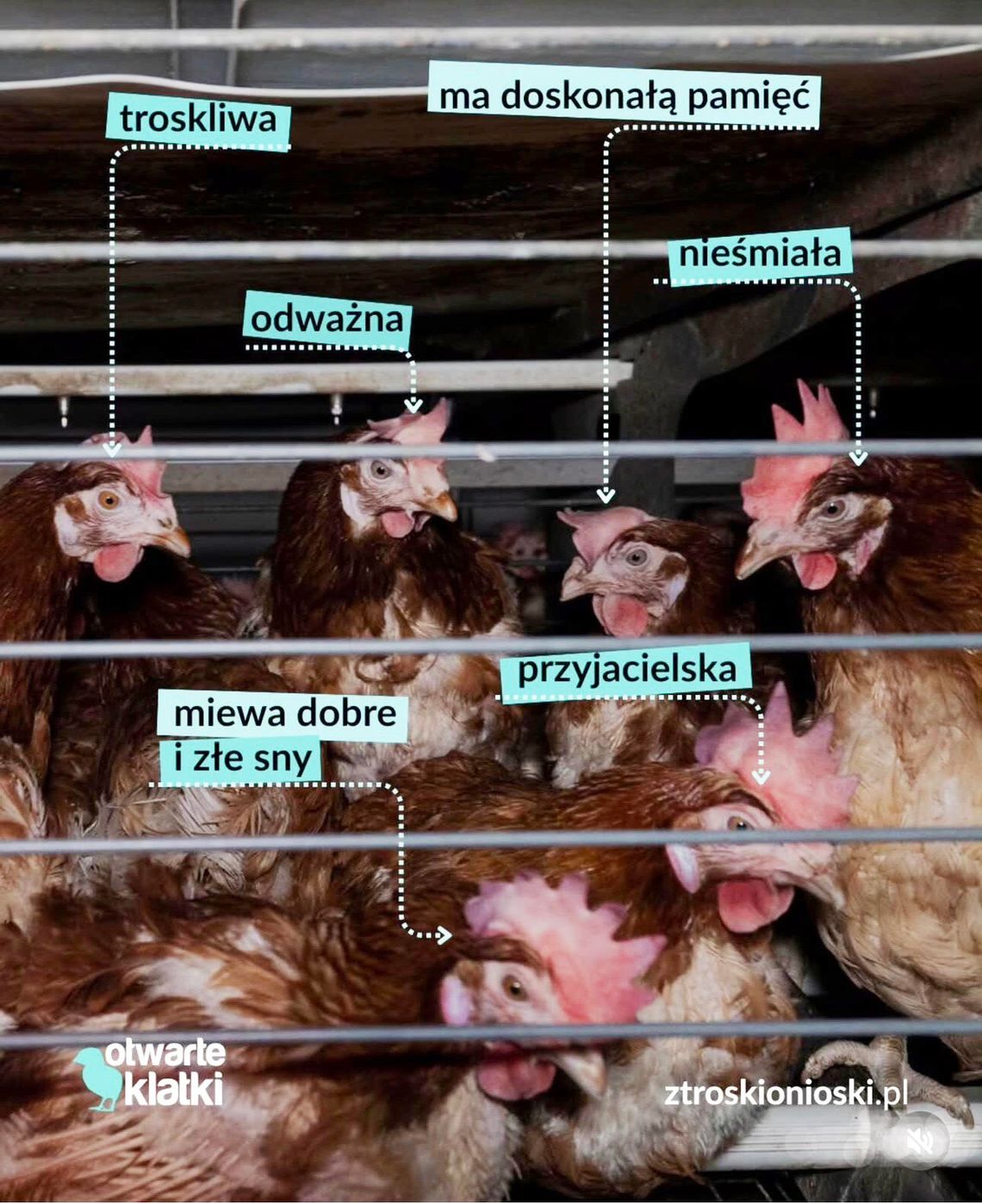 LIDL- jaja klatkowe odchodzą do historii