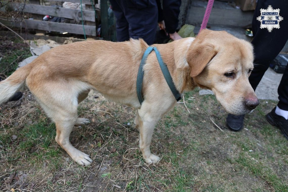 MYSZKÓW. ODEBRALI SKRAJNIE ZANIEDBANE, ZAGŁODZONE, BEZ WODY, PSY. ZDJĘCIA MYSZKÓW. ODEBRALI SKRAJNIE ZANIEDBANE, ZAGŁODZONE, BEZ WODY, PSY. ZDJĘCIA