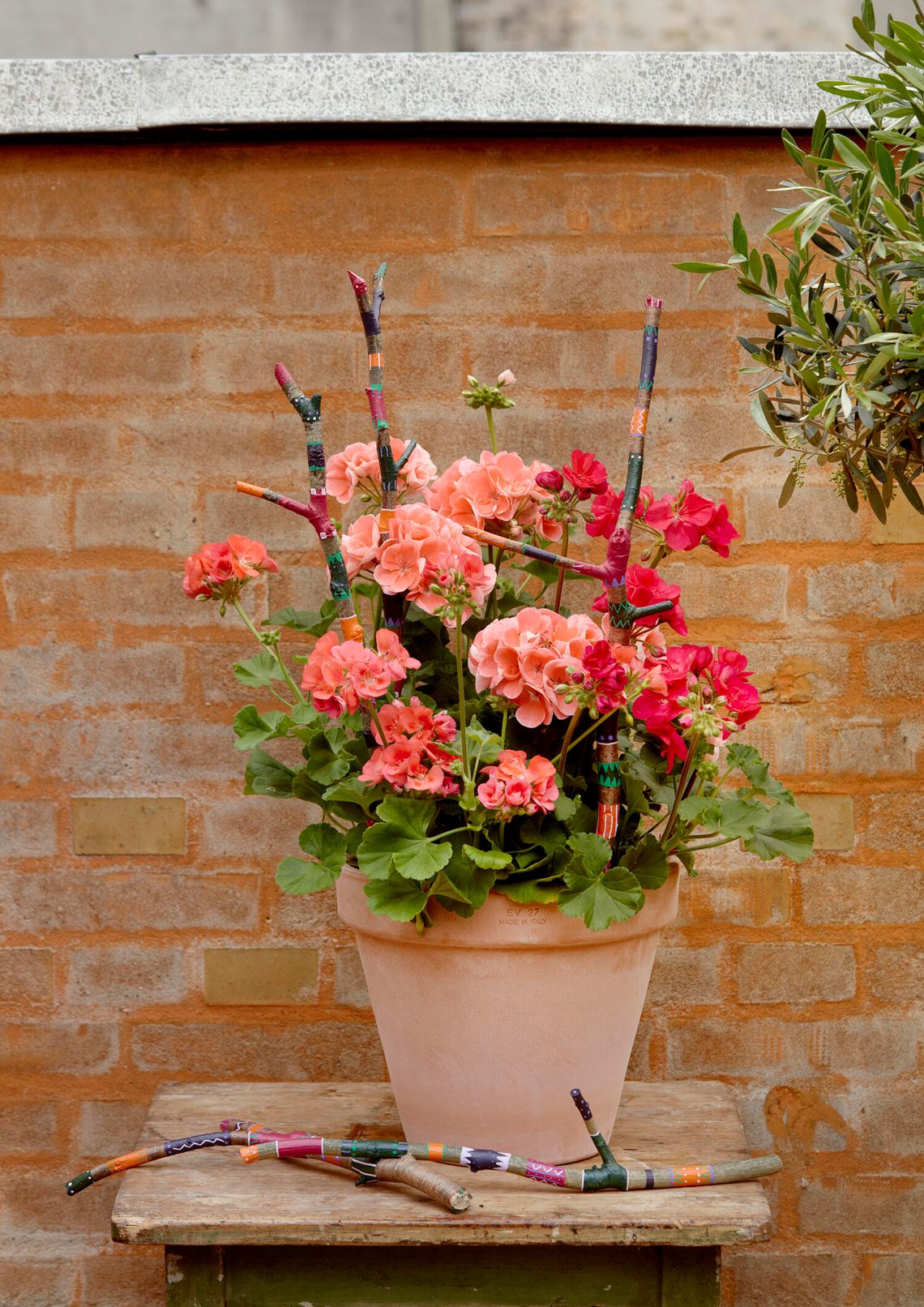Pelargonie kwitną w niemal każdych warunkach Pelargonie kwitną w niemal każdych warunkach