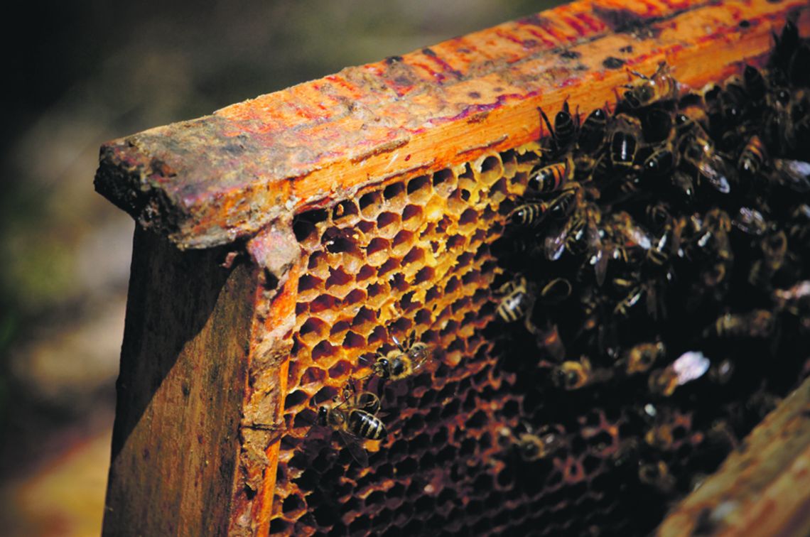 Pszczoły to serce ekosystemu